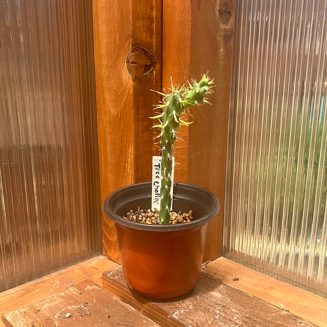 Tree Cholla Cactus 'Oregon Giant' (imbricata x) COLD HARDY