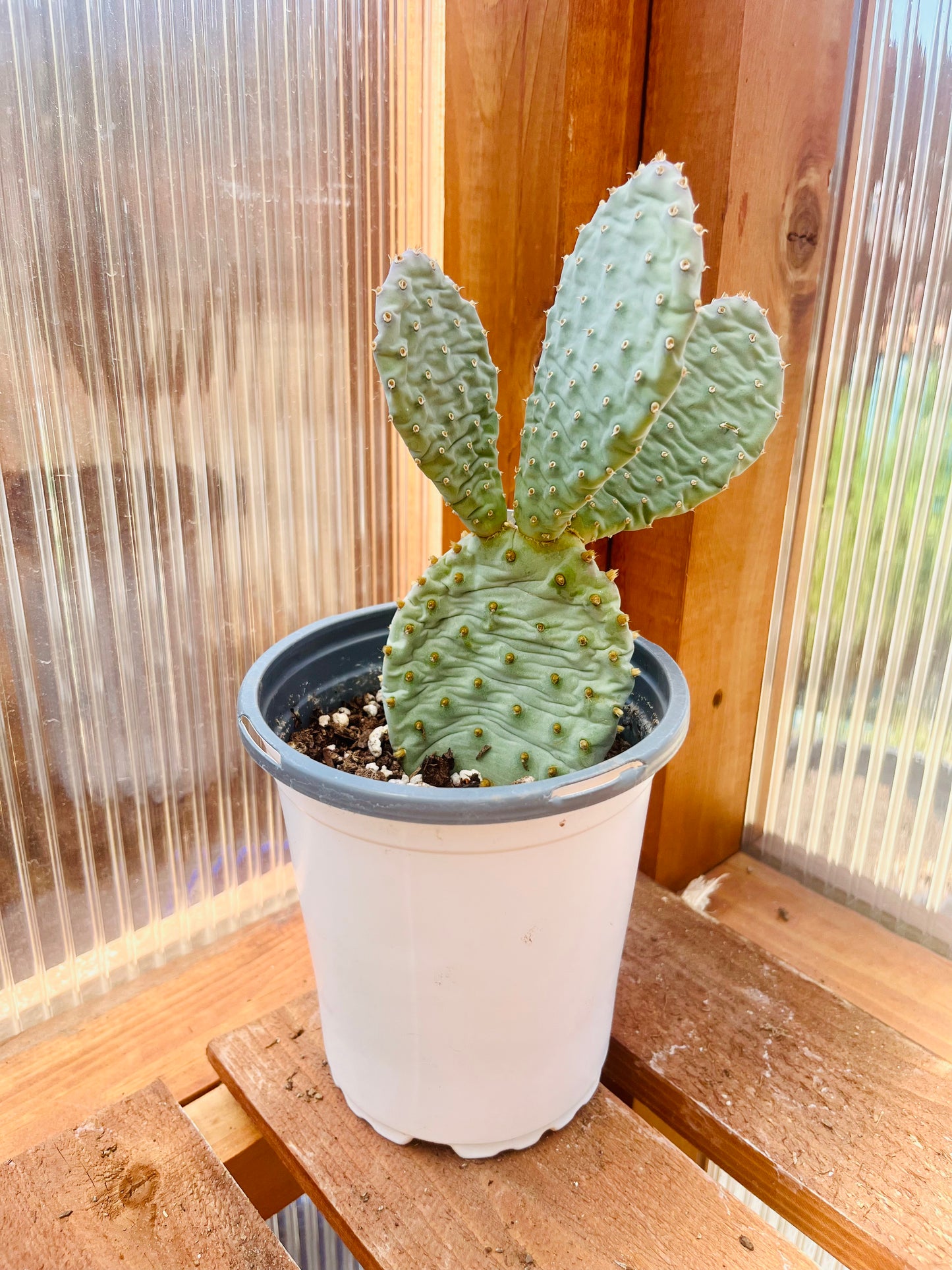 Beavertail Cactus 'Kanab Blue' (Opuntia aurea) COLD HARDY