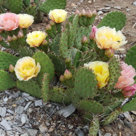 Prickly Pear Cactus 'Pina Colada' (Opuntia charlestonensis) Seeds