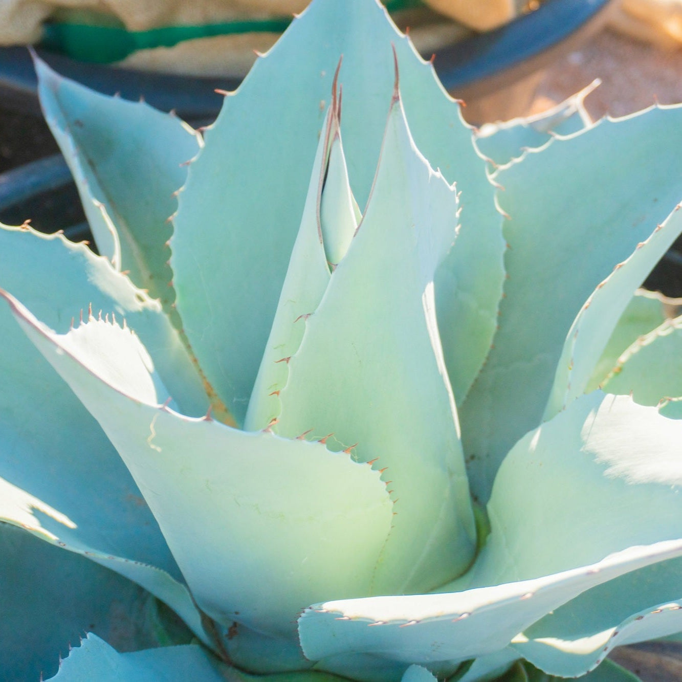 Agave ovatifolia 'Oregon Blue' Century Plant - COLD HARDY!