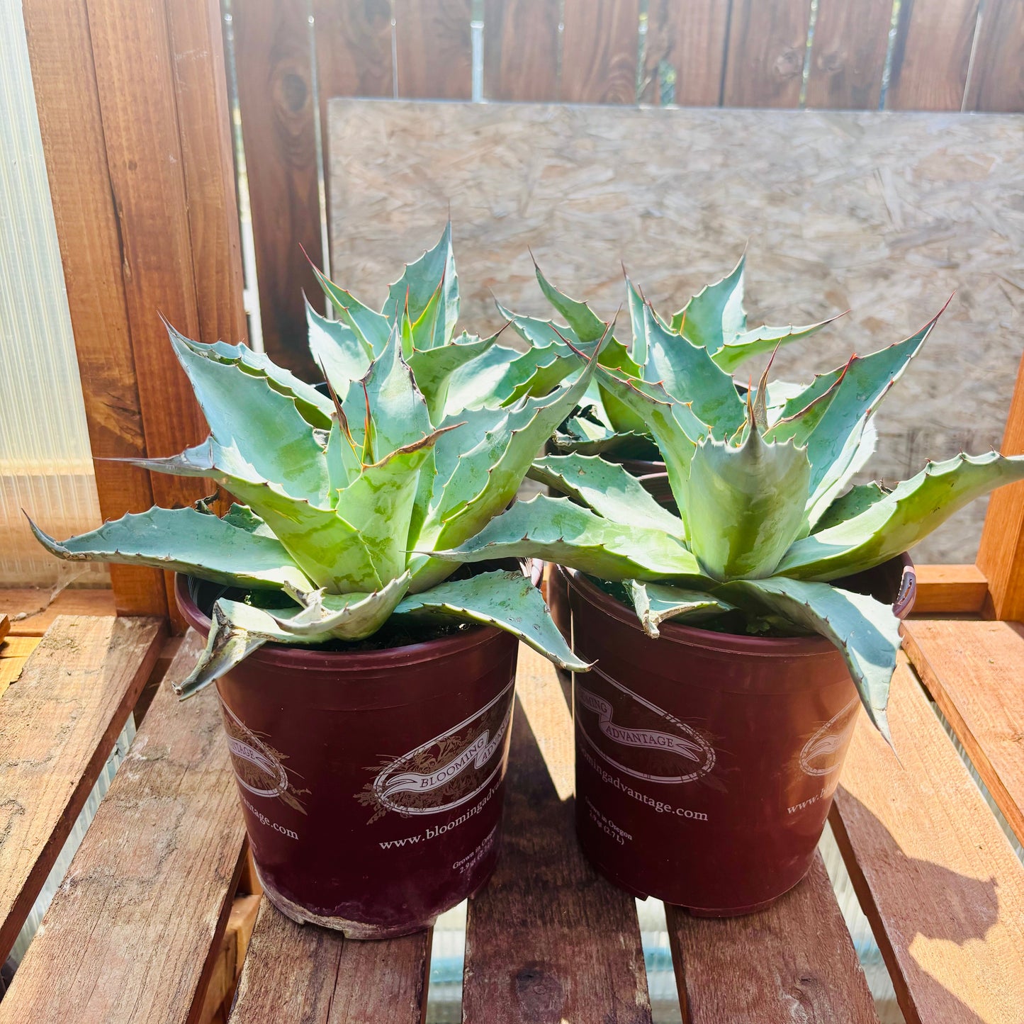 Agave ovatifolia 'Oregon Blue' Century Plant - COLD HARDY!