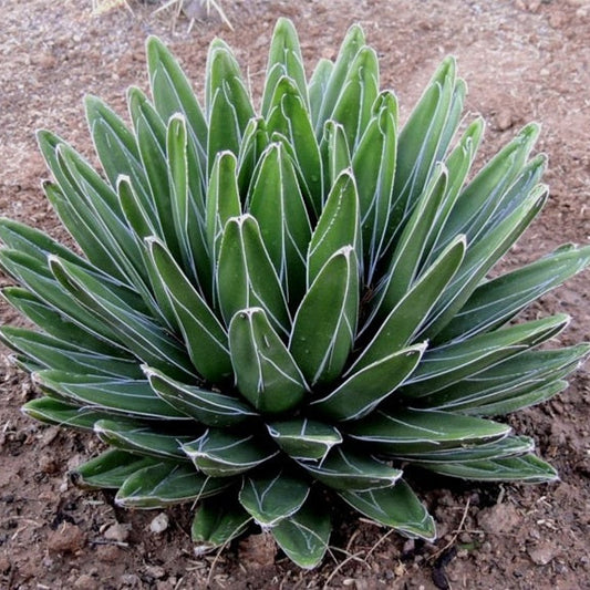 Agave victoriae-reginae 'Porcupine' Century Plant - COLD HARDY!