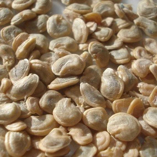 Prickly Pear Cactus 'Pina Colada' (Opuntia charlestonensis) Seeds