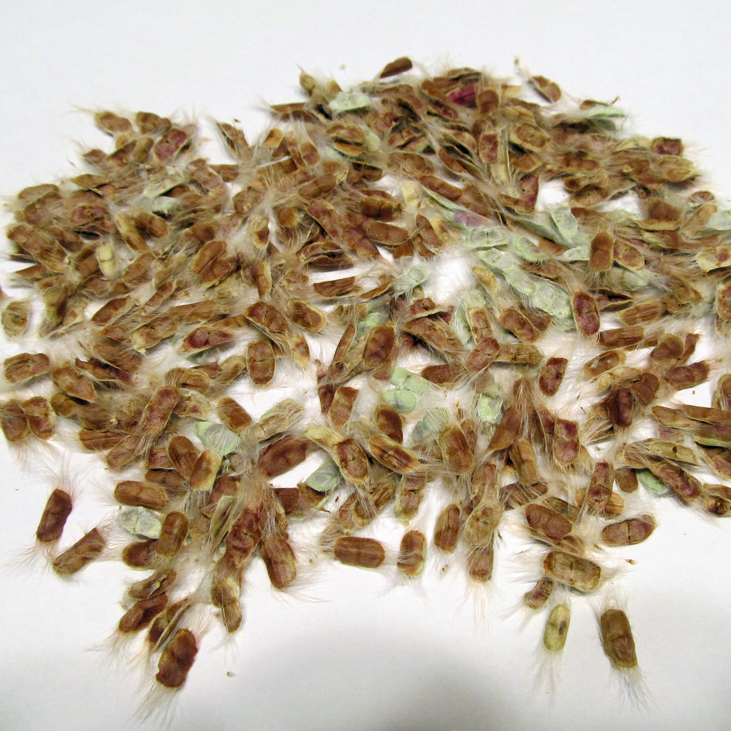 Chilopsis linearis 'Desert Willow' Tree - HARDY - Seeds!
