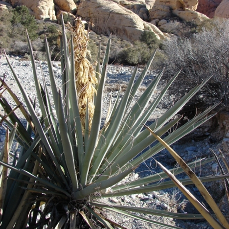 Yucca baccata 'OR' (Oregon Banana Yucca) COLD HARDY