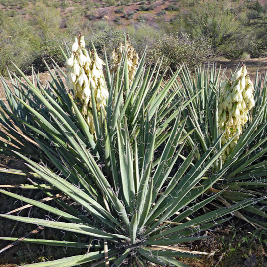 Yucca baccata 'OR' (Oregon Banana Yucca) COLD HARDY