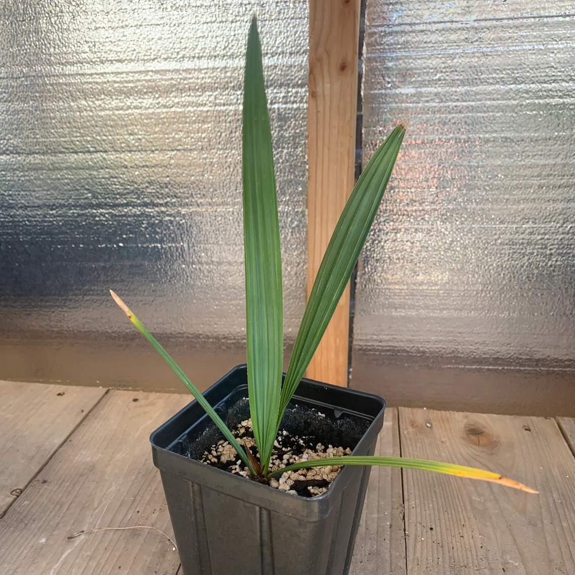 Sabal minor 'High Desert' Palm - COLD HARDY