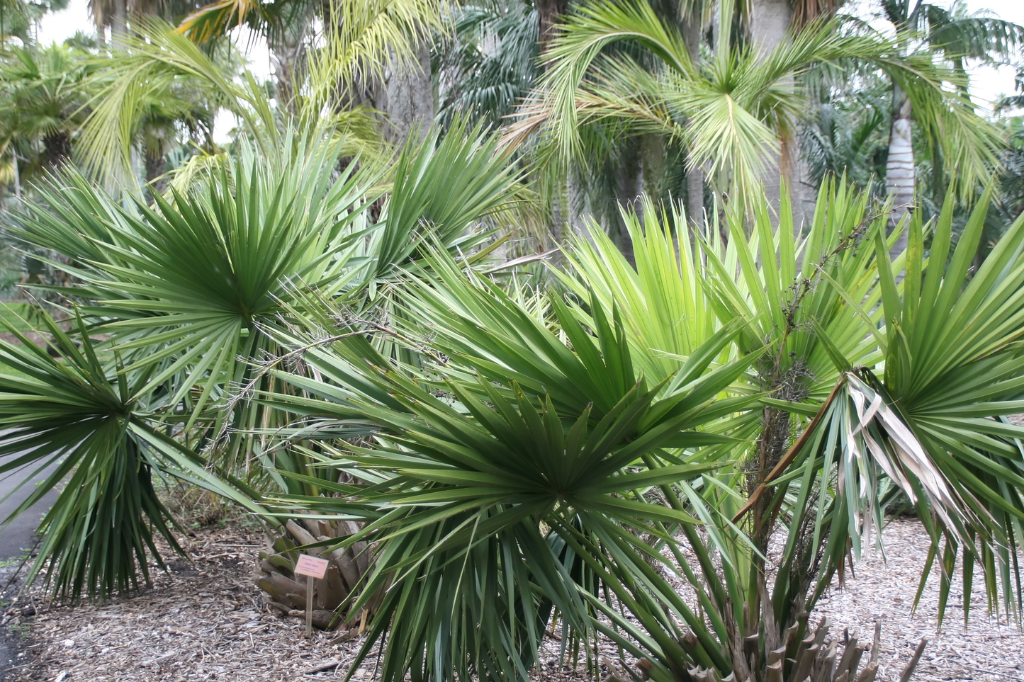 Sabal minor 'Cape Charles' Palm - COLD HARDY