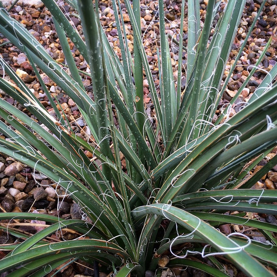 Hesperaloe parviflora ‘Yellow’ (False Yellow Yucca) COLD HARDY zone 5!