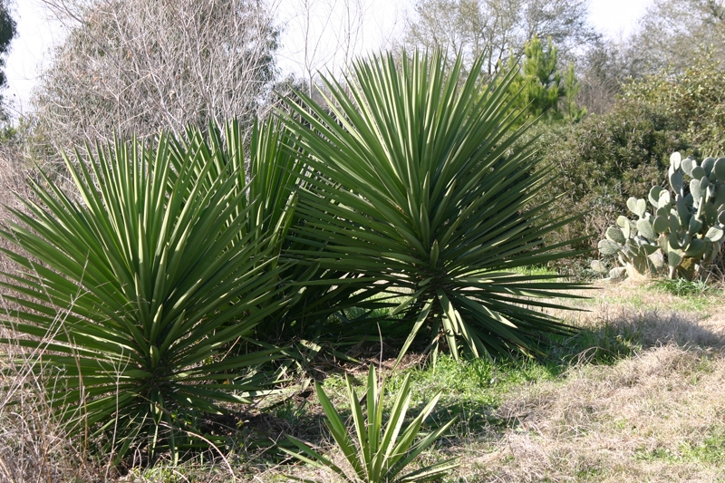 Yucca treculeana (True Spanish Dagger) COLD HARDY!