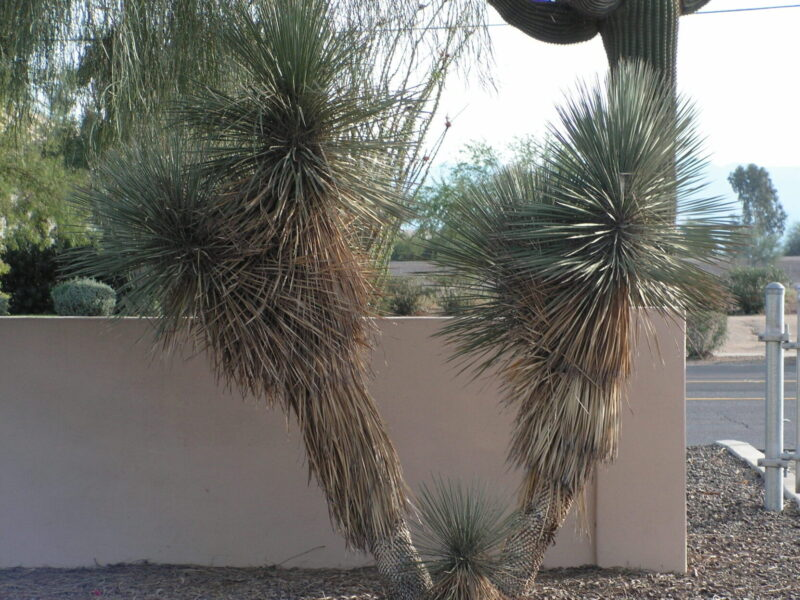 Yucca elata 'Soaptree' COLD HARDY Seeds!