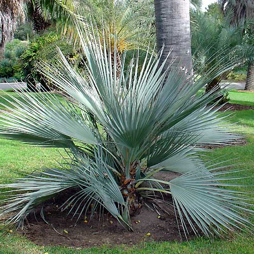 Nannorrhops ritchiana ‘Mazari Palm' COLD HARDY!