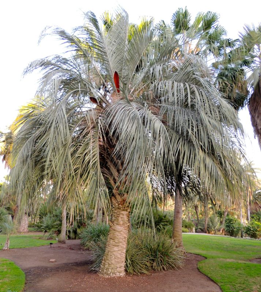 Butia capitata (odorata) 'Blue' Pindo Palm - COLD HARDY