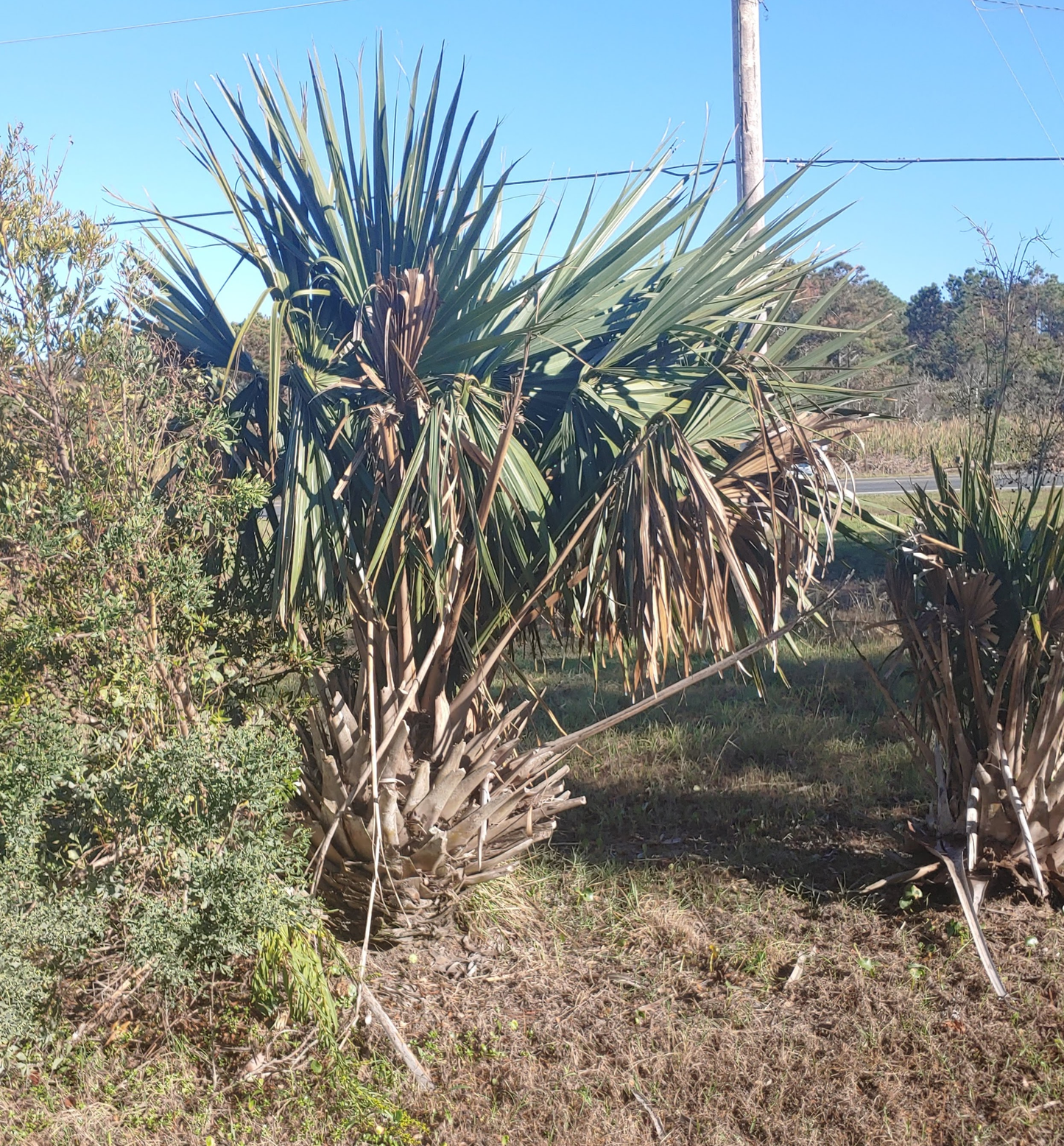 Sabal minor 'High Desert' Palm - COLD HARDY