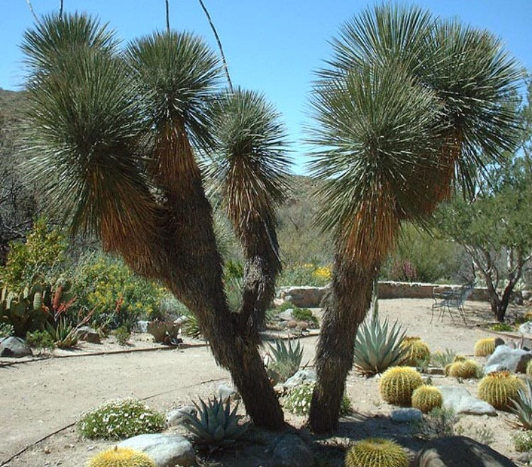 Yucca elata 'Soaptree' COLD HARDY Seeds!