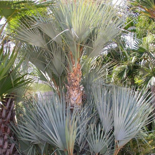 Nannorrhops ritchiana ‘Mazari Palm' COLD HARDY!