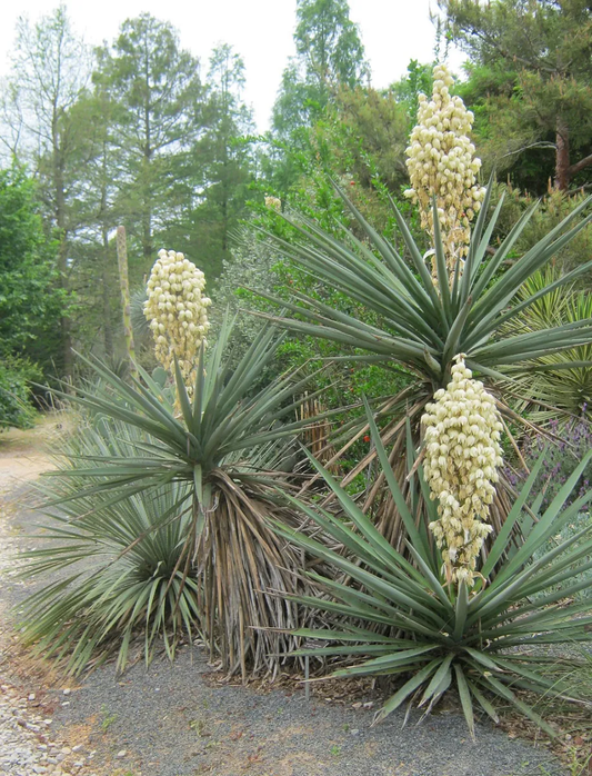 Yucca treculeana (True Spanish Dagger) COLD HARDY!