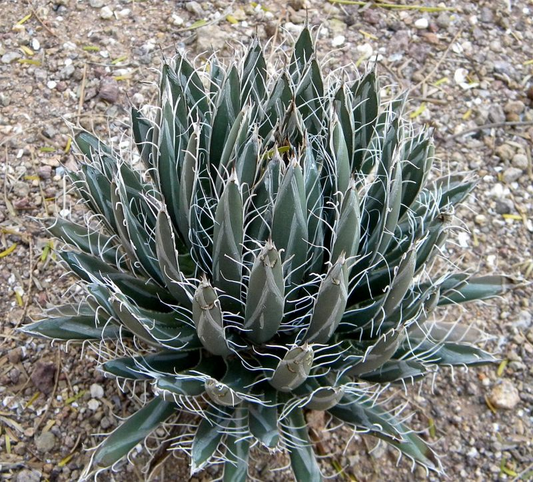 Agave parviflora 'Santa Cruz" COLD HARDY ZONE 7