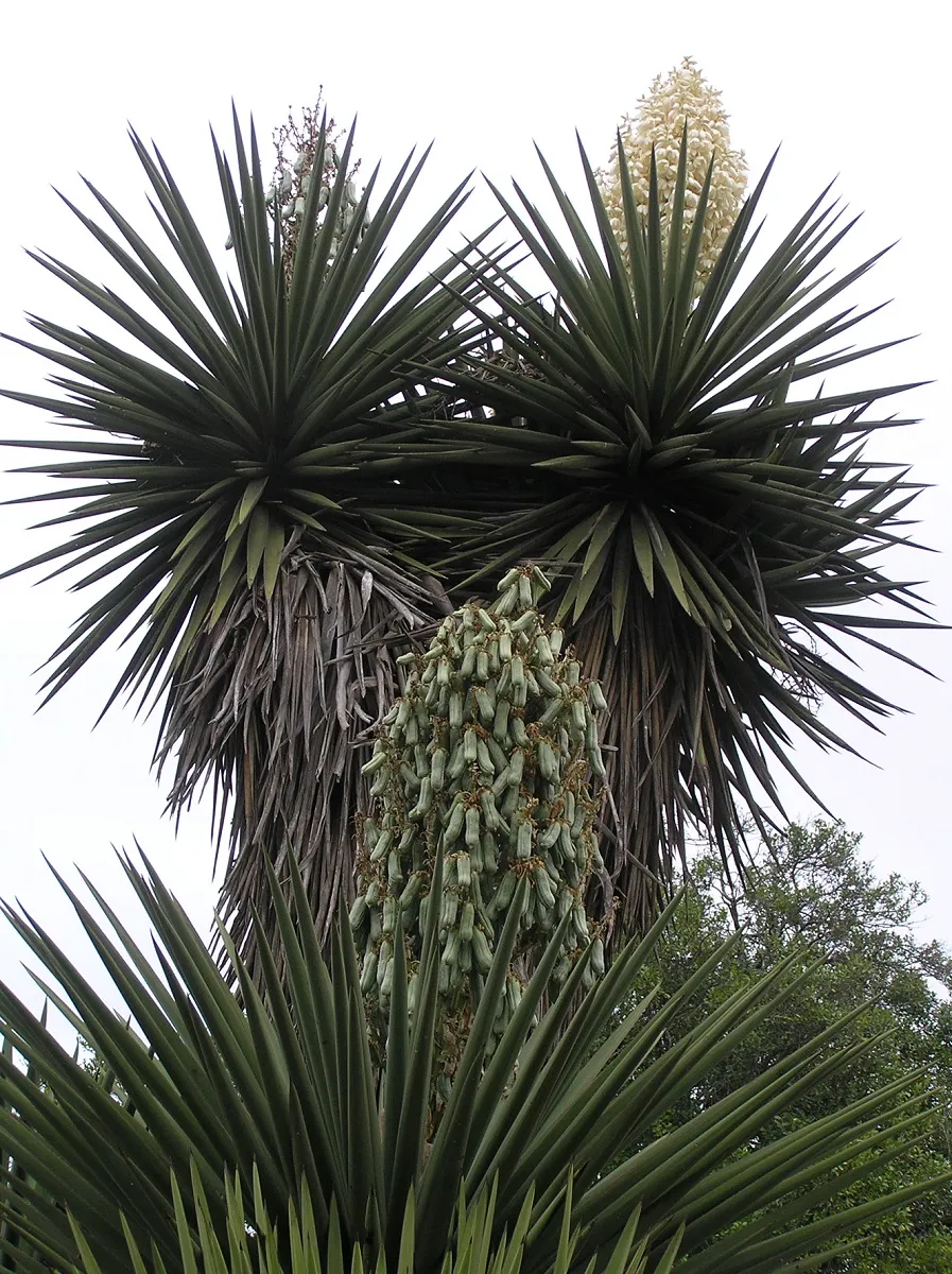 Yucca treculeana (True Spanish Dagger) COLD HARDY!