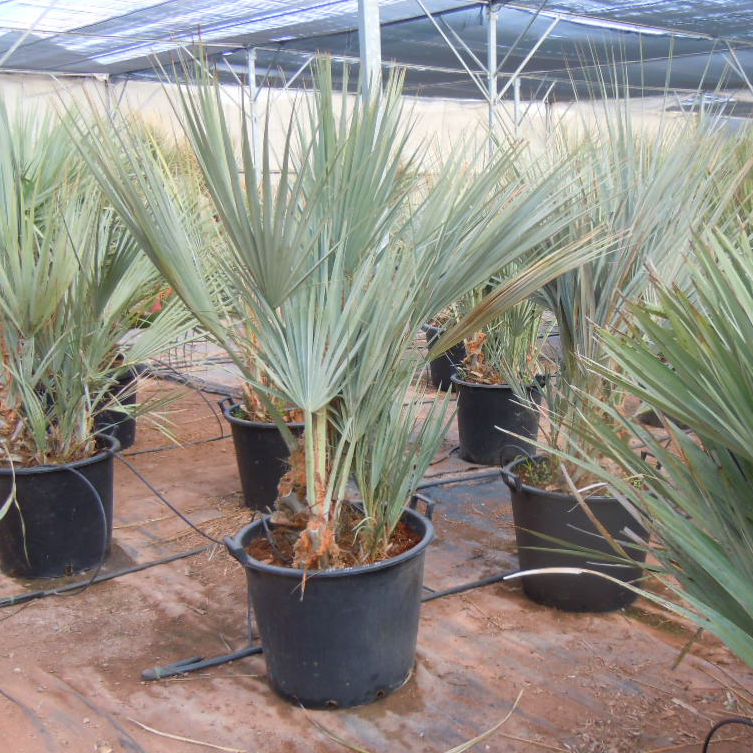Nannorrhops ritchiana ‘Mazari Palm' COLD HARDY!
