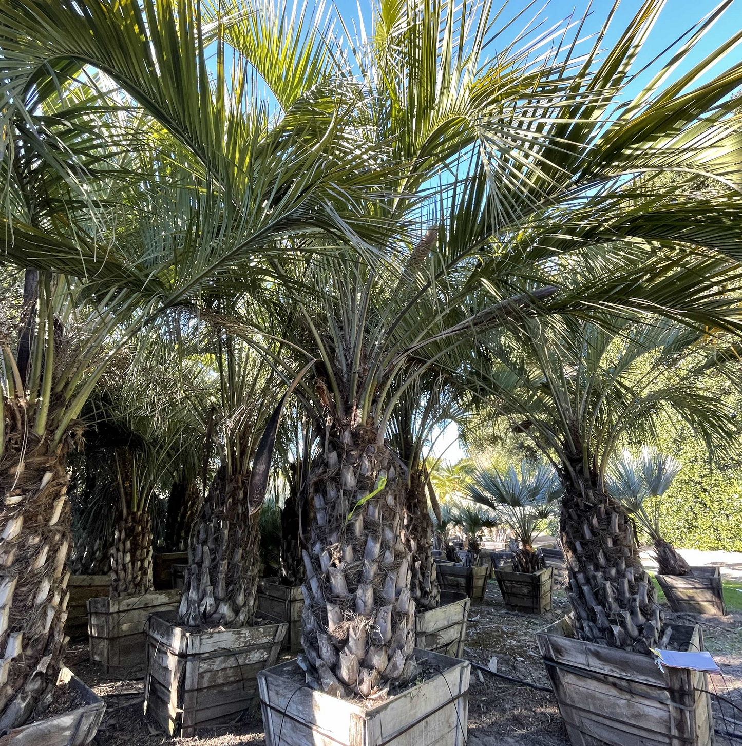 Butia capitata (odorata) Pindo Palm - COLD HARDY SEEDS!