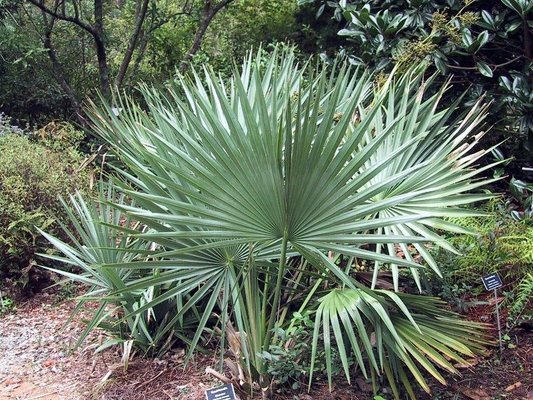 Sabal minor 'Cape Charles' Palm - COLD HARDY