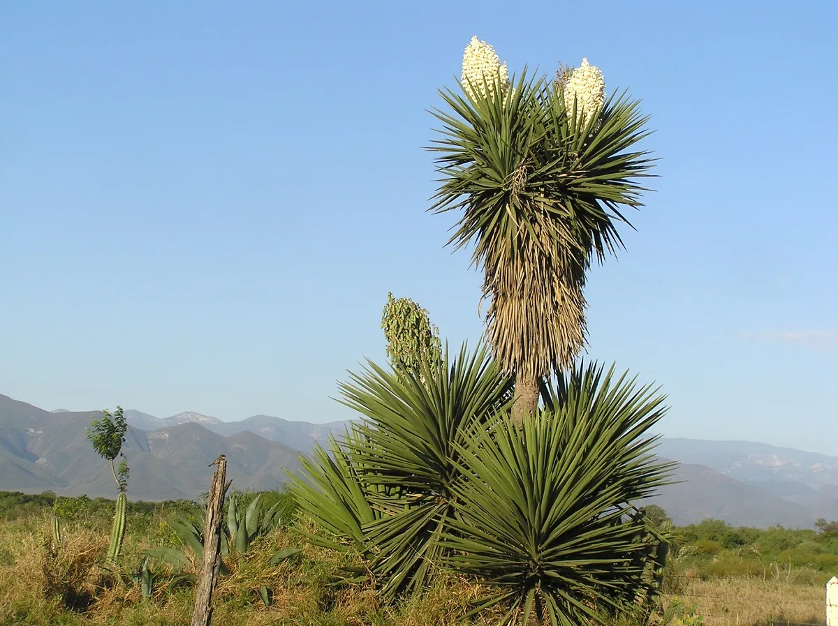 Yucca treculeana (True Spanish Dagger) COLD HARDY!