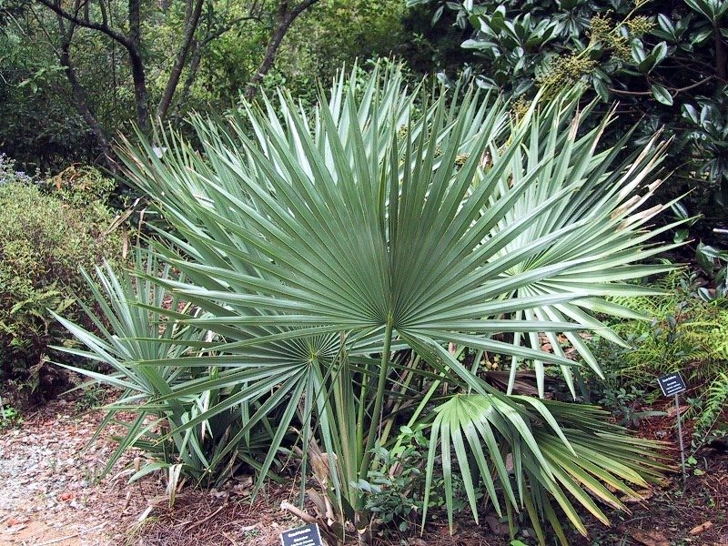 Sabal minor 'High Desert' Palm - COLD HARDY