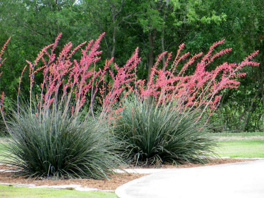 Hesperaloe parviflora (Texas Red Yucca) COLD HARDY zone 5!