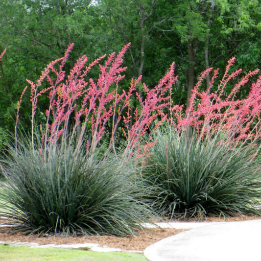 Hesperaloe parviflora ‘Red’ (False Red Yucca) COLD HARDY zone 5!