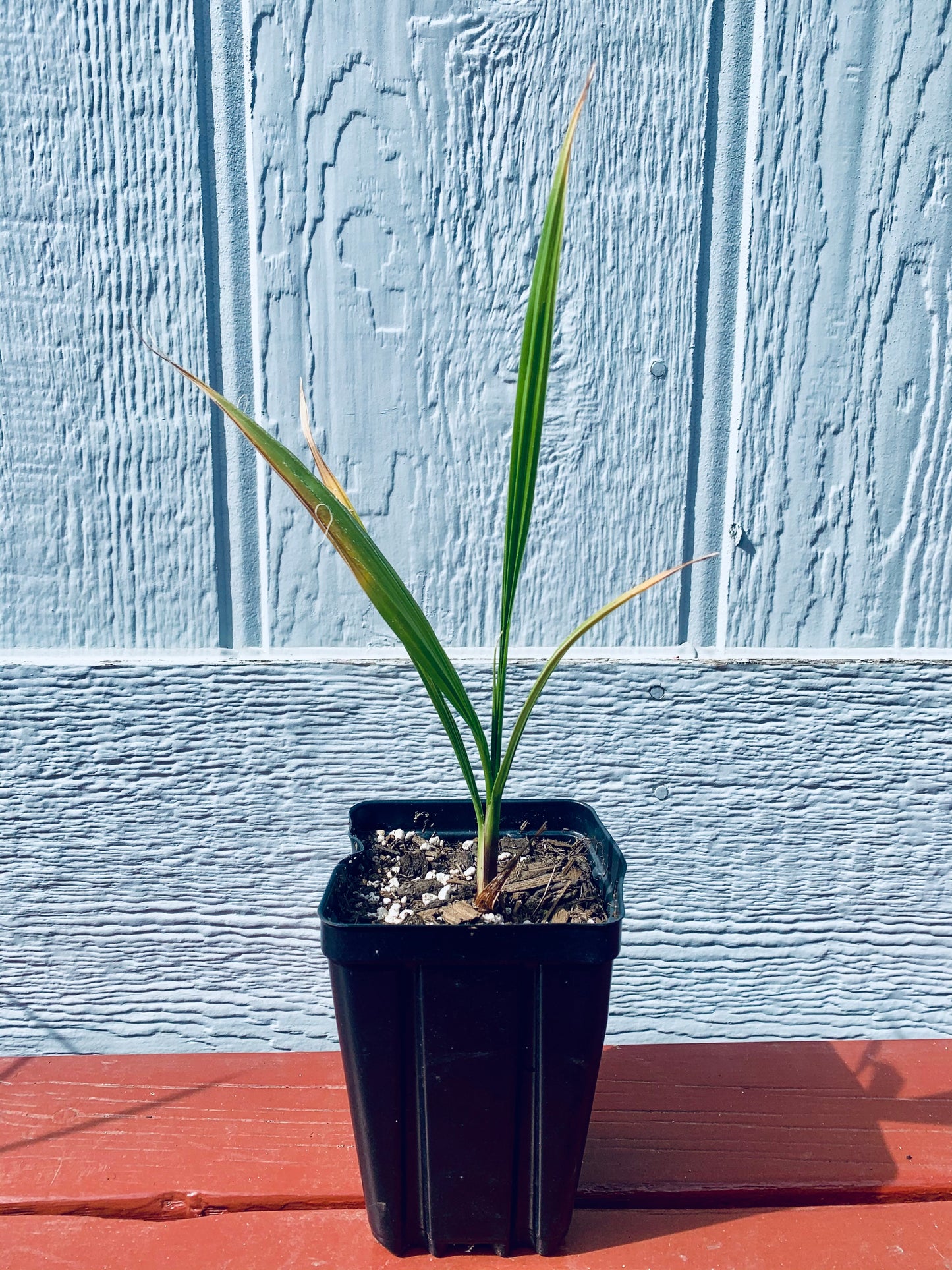 Washingtonia filifera 'Oregon High Desert' COLD HARDY
