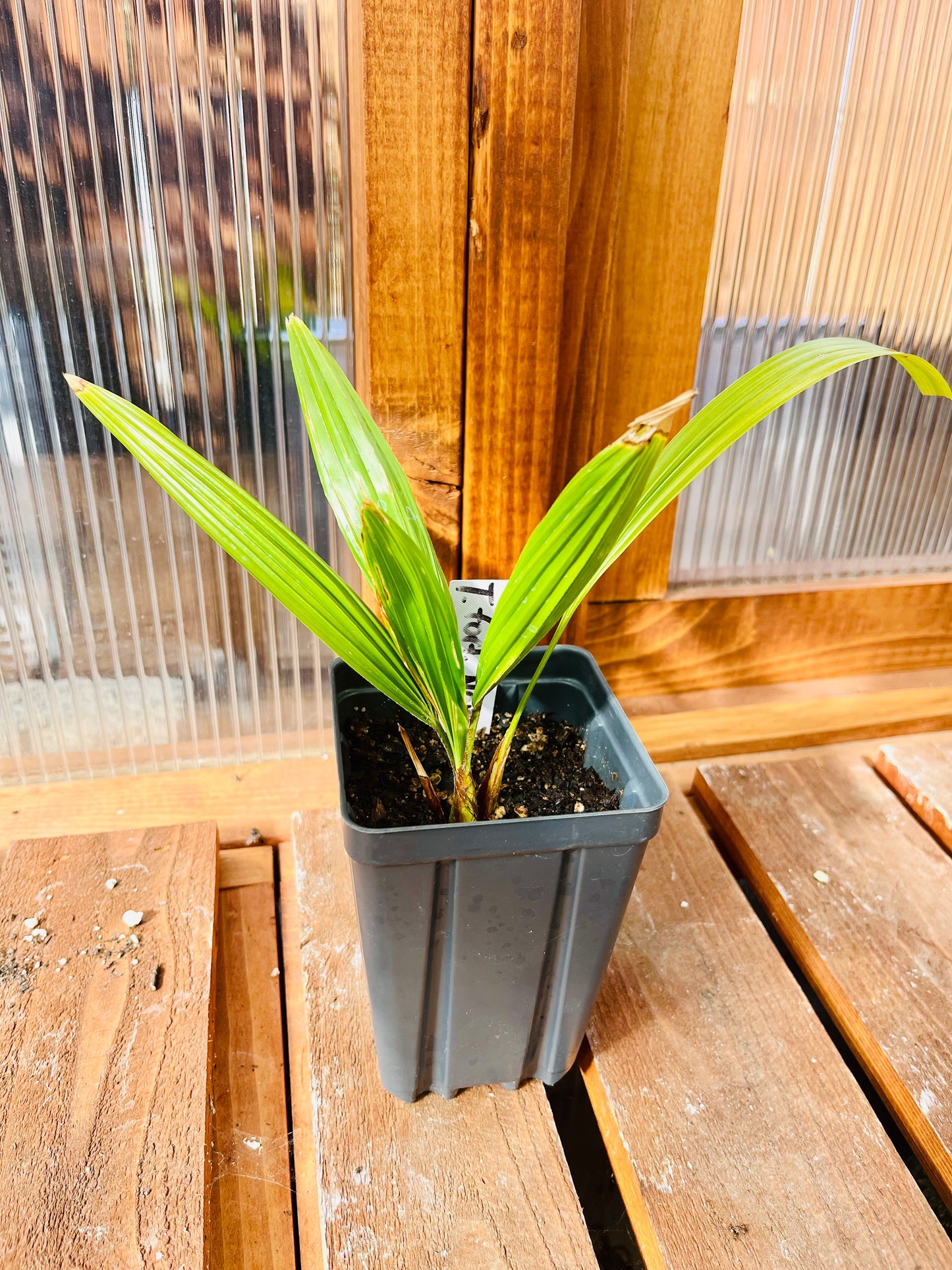 Trachycarpus fortunei 'Nova' Windmill Palm COLD HARDY