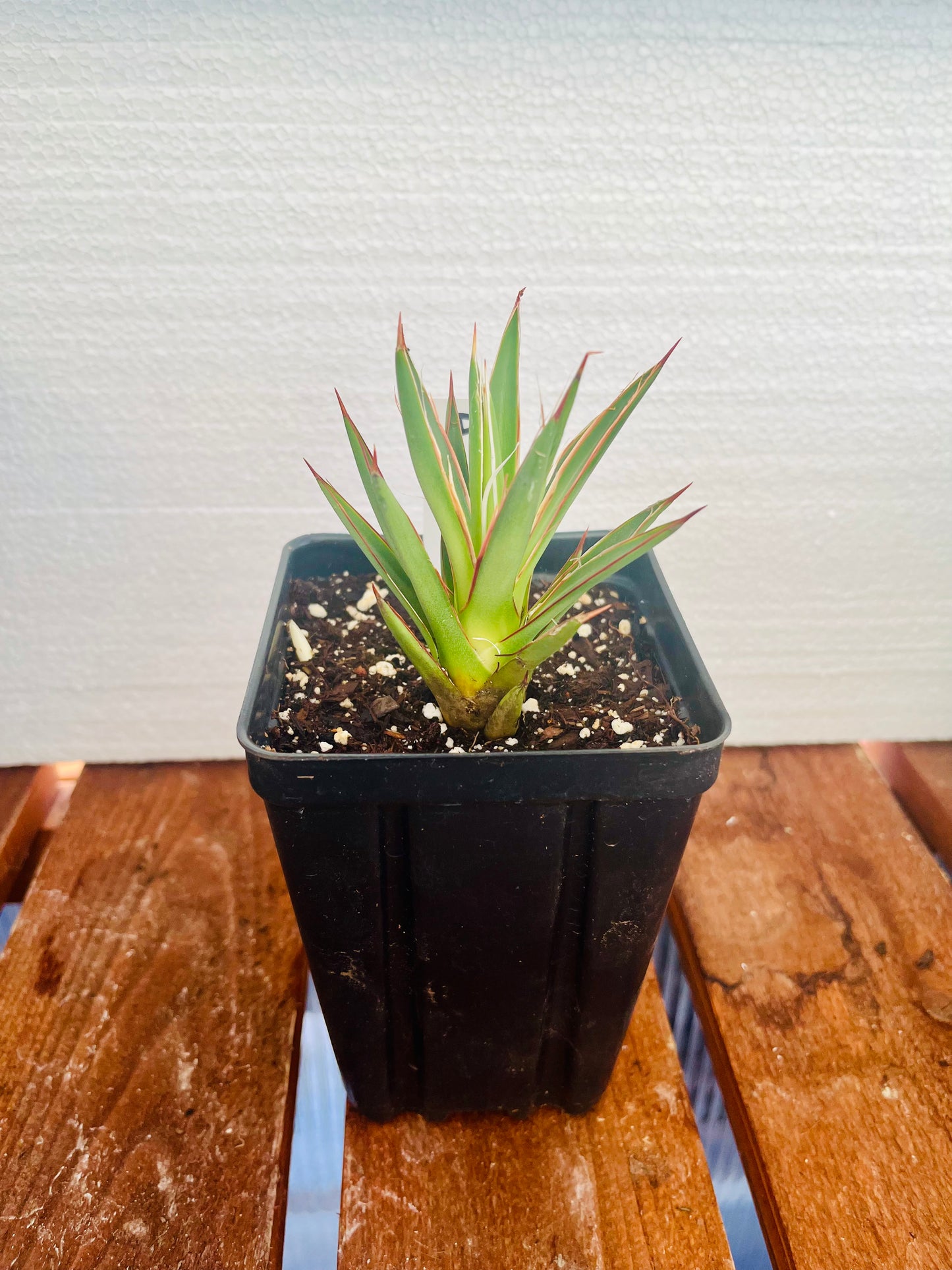 Agave parviflora 'Santa Cruz" COLD HARDY ZONE 7
