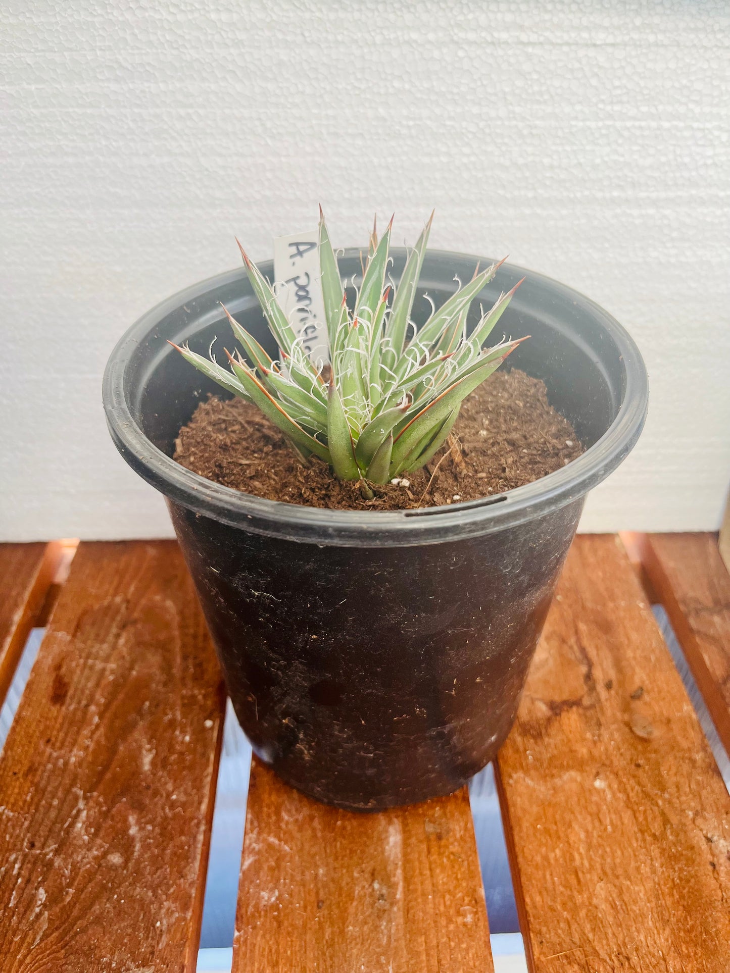 Agave parviflora 'Santa Cruz" COLD HARDY ZONE 7