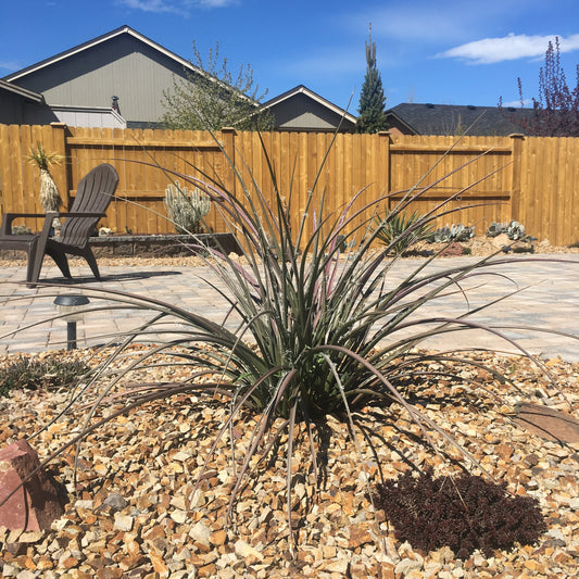 Hesperaloe parviflora ‘Red’ (False Red Yucca) COLD HARDY zone 5!