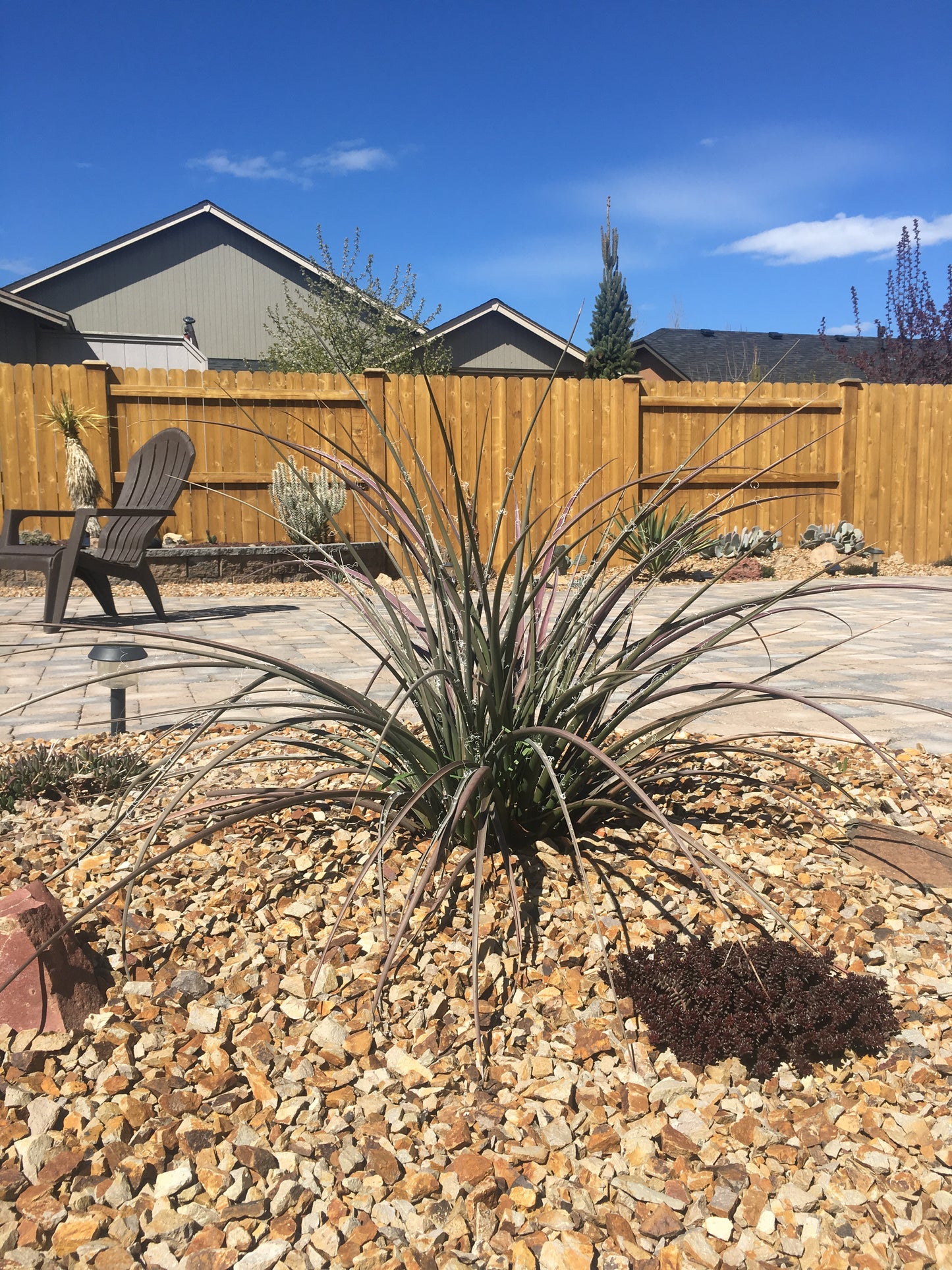 Hesperaloe parviflora (Texas Red Yucca) COLD HARDY zone 5!