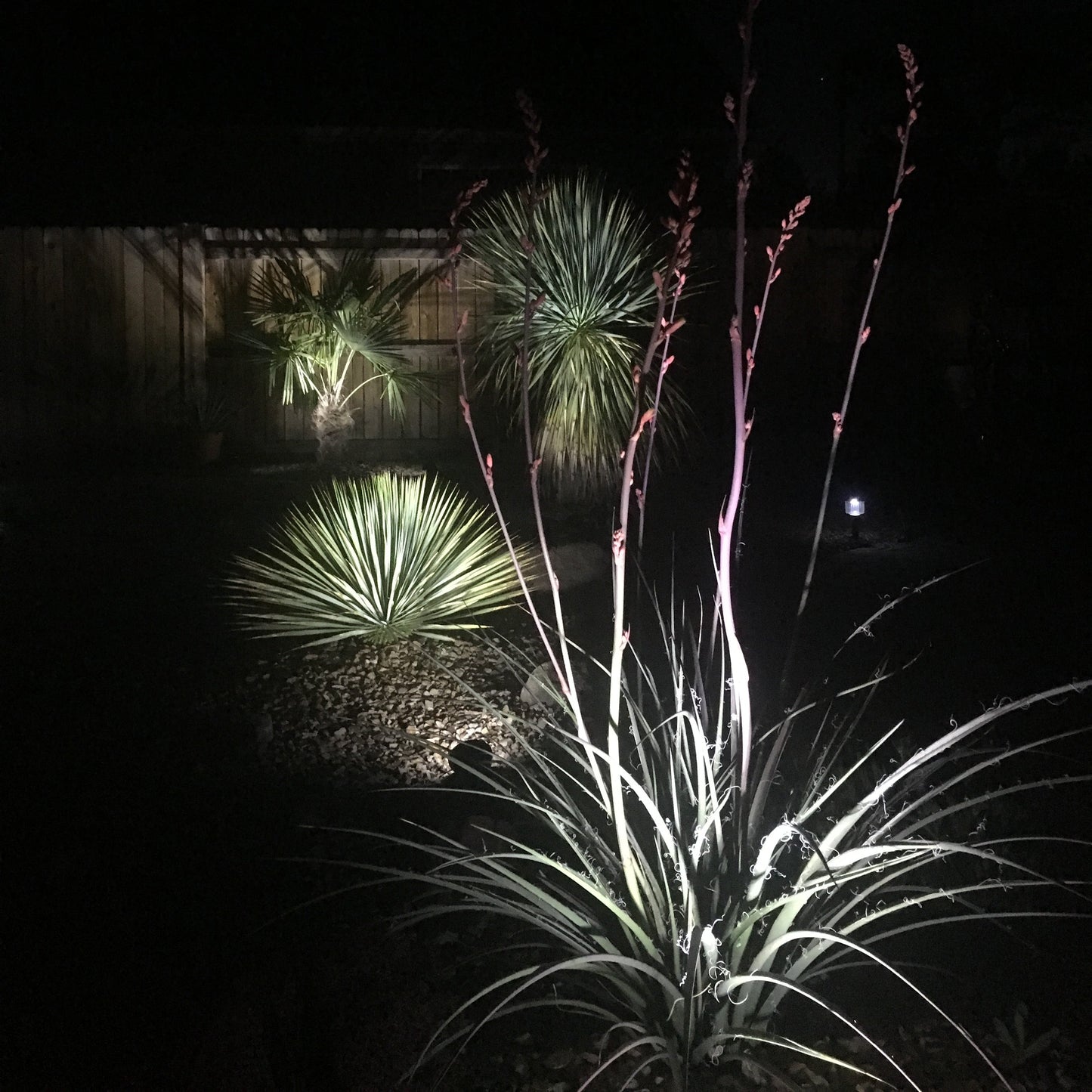 Hesperaloe parviflora ‘Red’ (False Red Yucca) COLD HARDY zone 5!