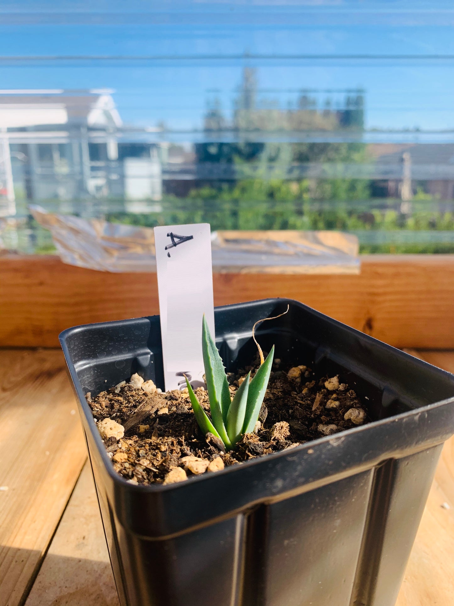 Agave neomexicana 'Oregon' Century Plant - COLD HARDY ZONE 5