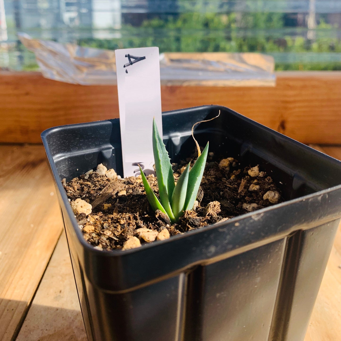 Agave parryi 'Oregon Hybrid' COLD HARDY ZONE 5