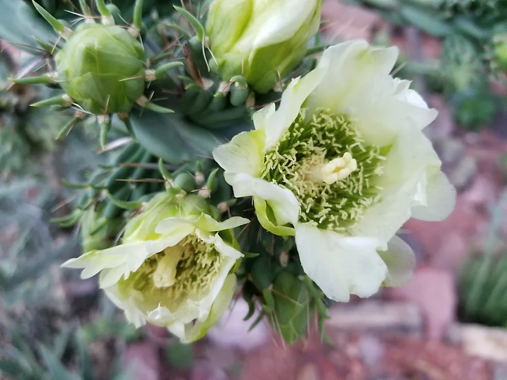 Cholla Cactus 'Colorado White" (C. imbricata) - COLD HARDY