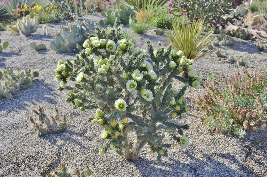 Cholla Cactus 'Colorado White" (C. imbricata) - COLD HARDY