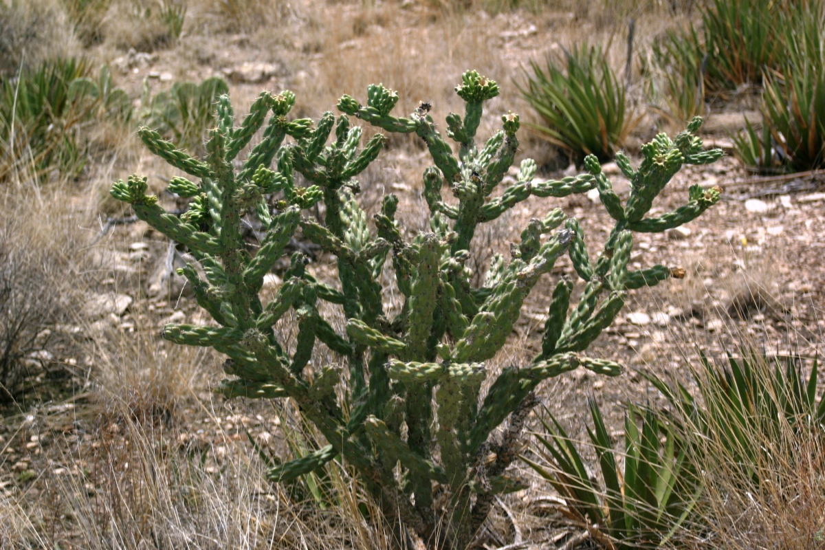 Cholla Cactus 'Colorado White" (C. imbricata) - COLD HARDY