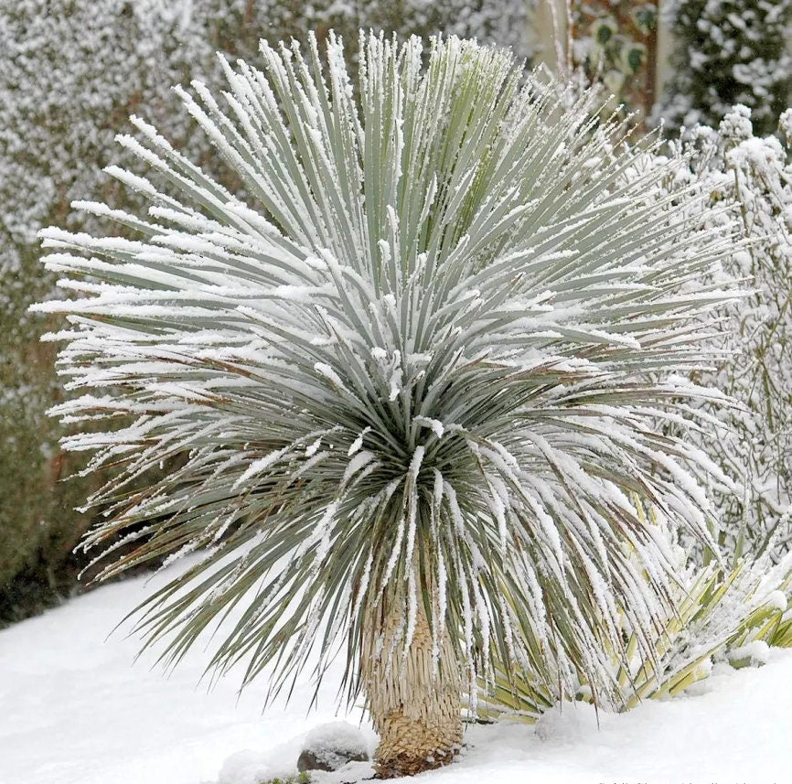 Yucca rostrata Oregon Blue 'Beaked Yucca' COLD HARDY