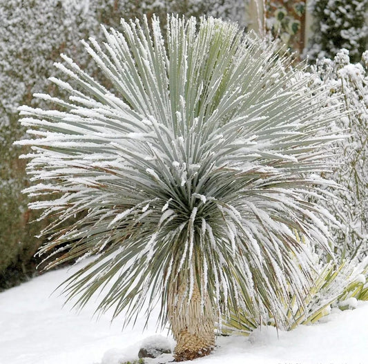 Yucca rostrata Oregon Blue 'Beaked Yucca' COLD HARDY