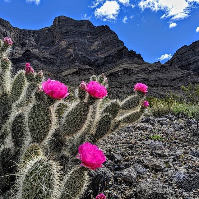 pink prickly pear cactus Prickly Pear Cactus 'Hot Pink' (Opuntia polyacantha) COLD HARDY