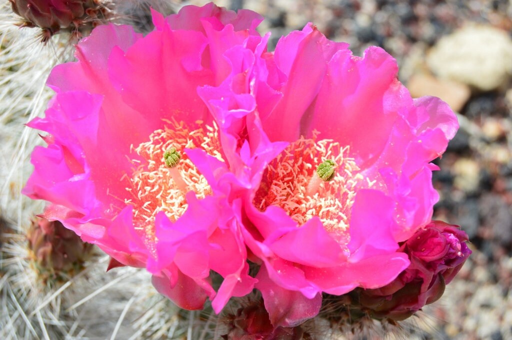Prickly Pear Cactus 'Hot Pink' (Opuntia polyacantha) COLD HARDY