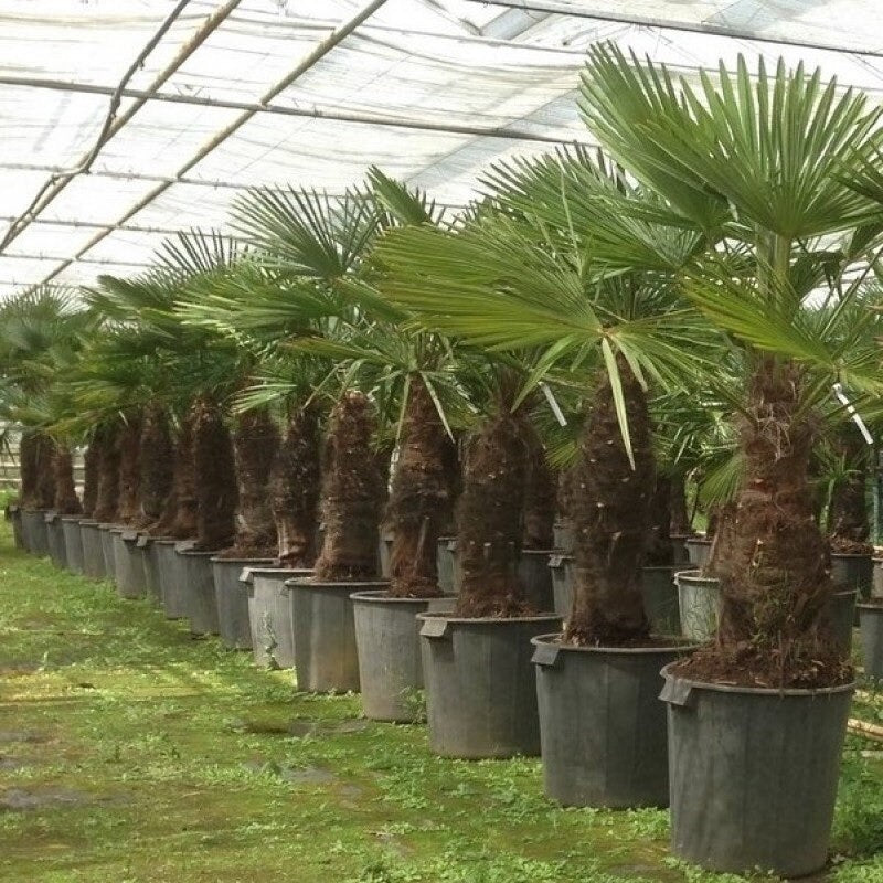 Trachycarpus fortunei 'Tesan' Windmill Palm COLD HARDY