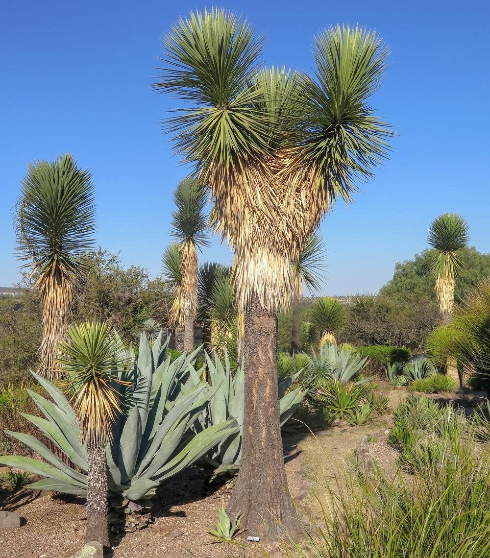 yucca palm plant Yucca filifera 'Mexican Tree Yucca' Oregon COLD HARDY