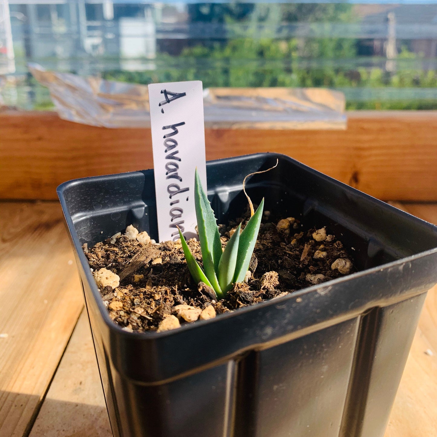 Agave havardiana 'Oregon' Century Plant - COLD HARDY ZONE 5