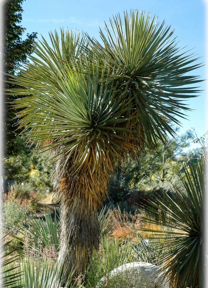 Yucca thompsoniana 'OR' (Thompson Yucca) COLD HARDY
